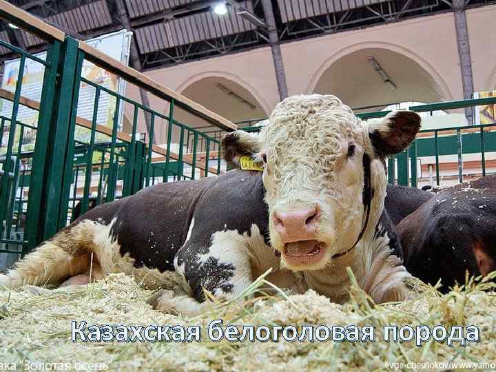 Казахская белоголовая порода 