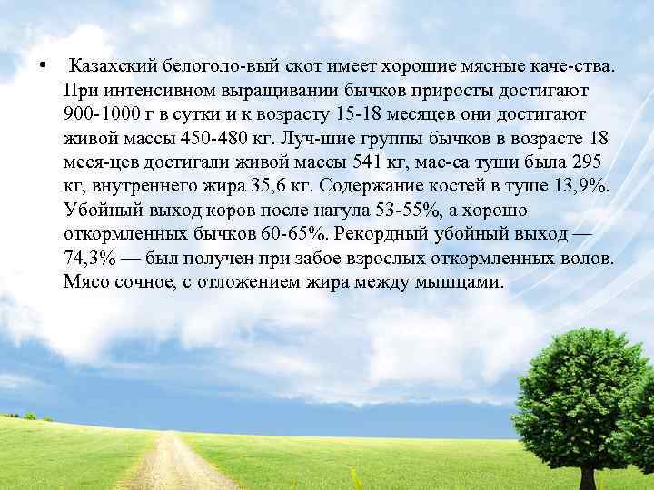  • Казахский белоголо вый скот имеет хорошие мясные каче ства. При интенсивном выращивании