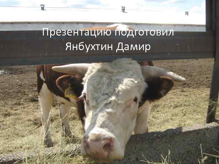 Презентацию подготовил Янбухтин Дамир 