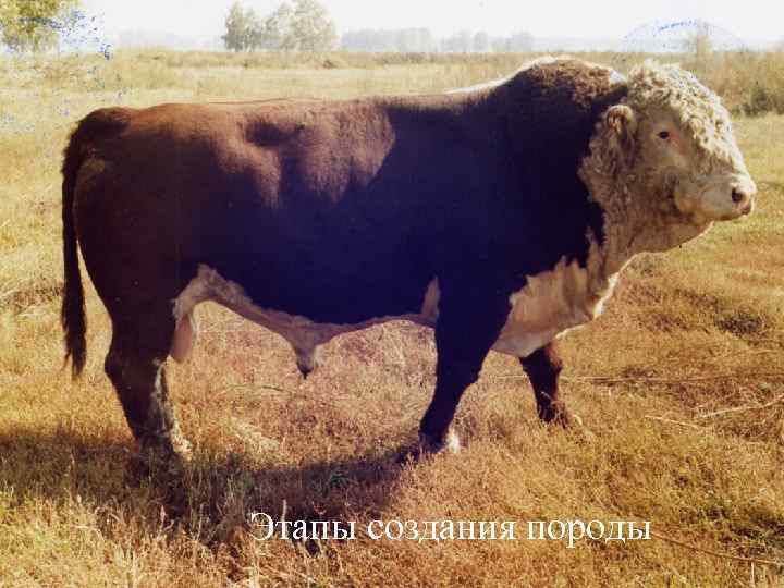 Этапы создания породы 