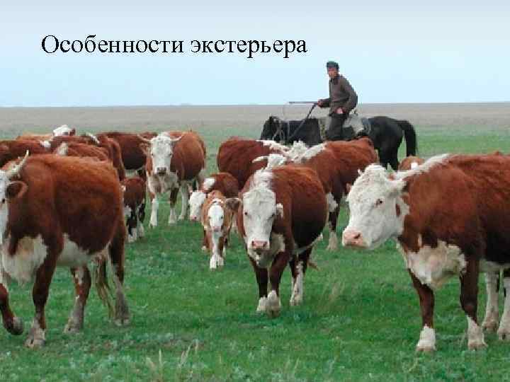 Особенности экстерьера 