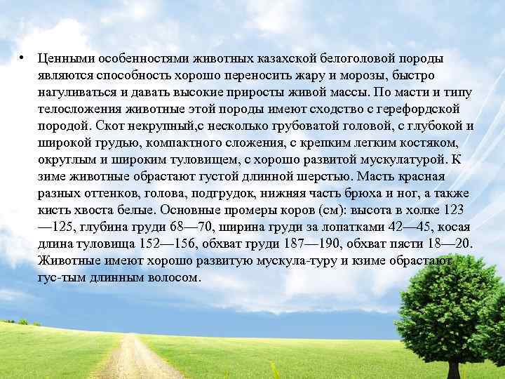  • Ценными особенностями животных казахской белоголовой породы являются способность хорошо переносить жару и