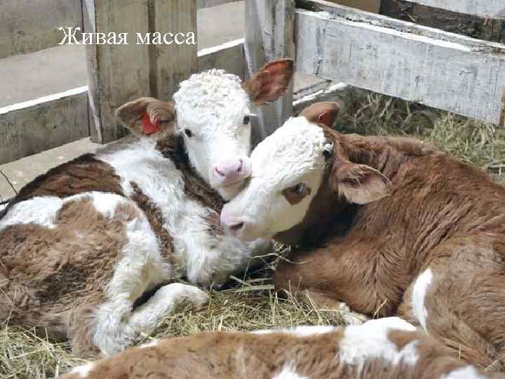 Живая масса 