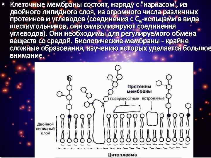  • Клеточные мембраны состоят, наряду с "каркасом', из двойного липидного слоя, из огромного