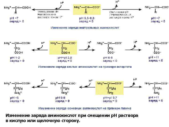 Изменение заряда аминокислот при смещении р. Н раствора в кислую или щелочную сторону. 