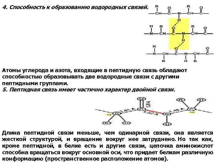 4. Способность к образованию водородных связей. Атомы углерода и азота, входящие в пептидную связь