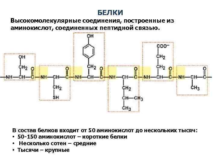 БЕЛКИ Высокомолекулярные соединения, построенные из аминокислот, соединенных пептидной связью. В состав белков входит от