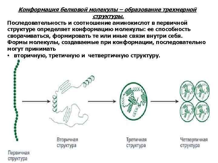 Конформация белковой молекулы – образование трехмерной структуры. Последовательность и соотношение аминокислот в первичной структуре