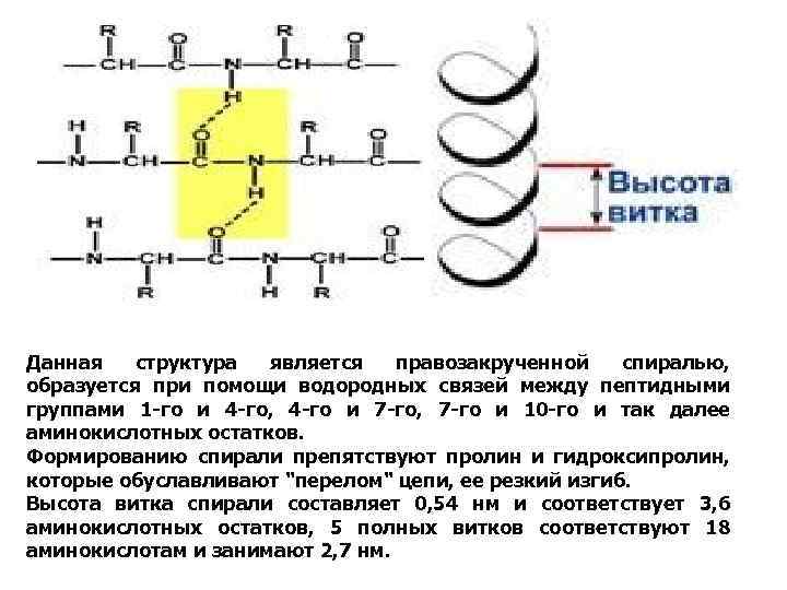 Данная структура является правозакрученной спиралью, образуется при помощи водородных связей между пептидными группами 1