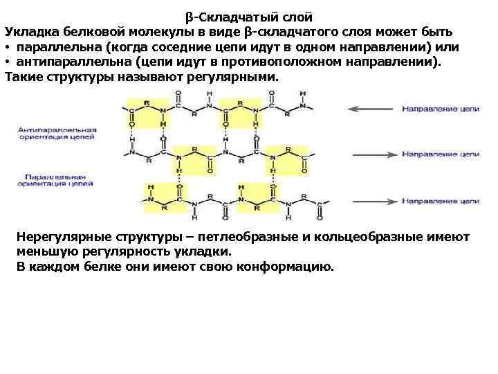 β-Складчатый слой Укладка белковой молекулы в виде β-складчатого слоя может быть • параллельна (когда