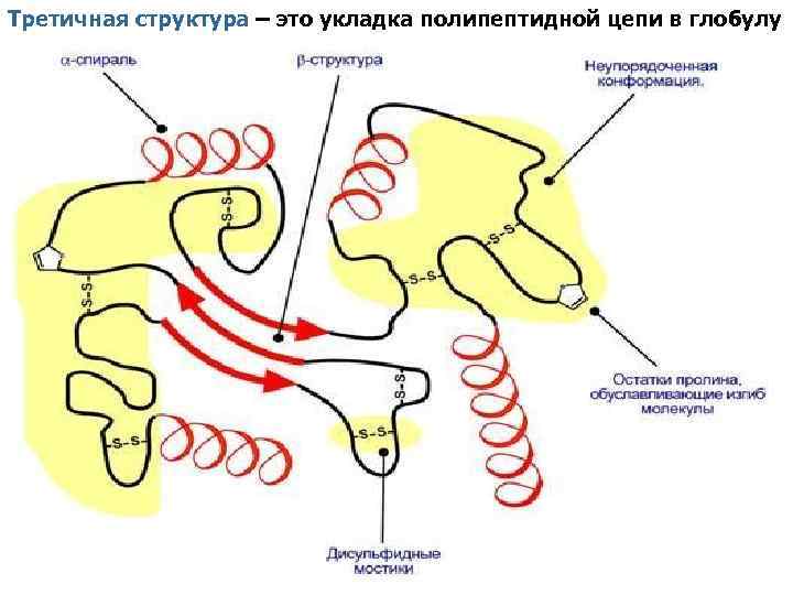 Третичная структура – это укладка полипептидной цепи в глобулу 