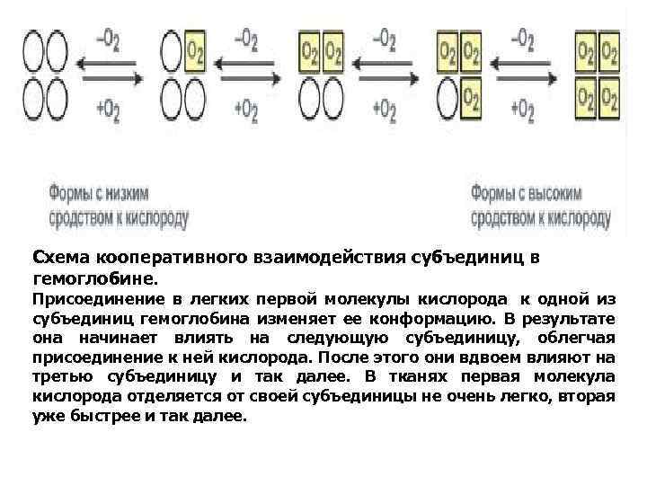 Схема кооперативного взаимодействия субъединиц в гемоглобине. Присоединение в легких первой молекулы кислорода к одной