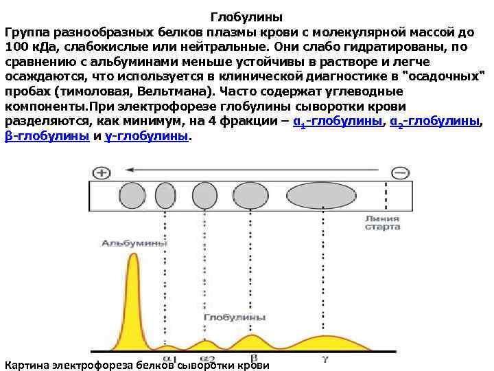 Глобулины Группа разнообразных белков плазмы крови с молекулярной массой до 100 к. Да, слабокислые