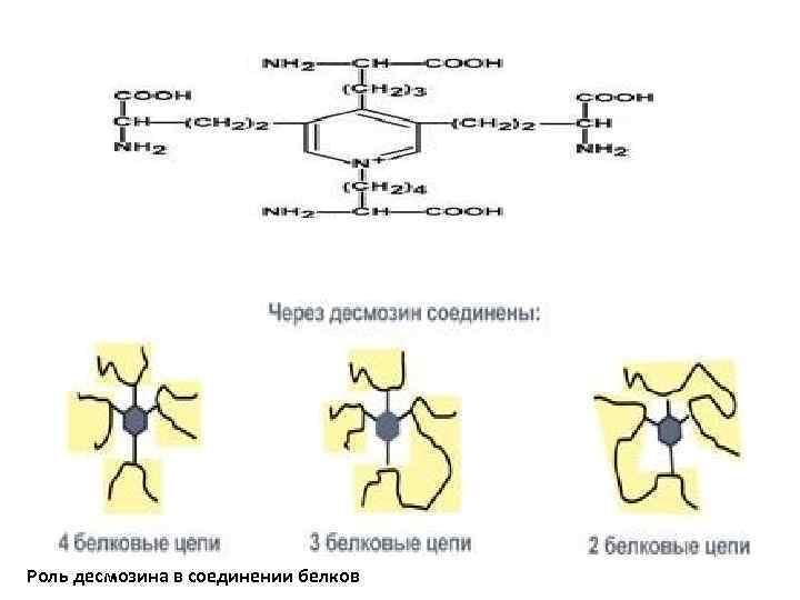 Роль десмозина в соединении белков 