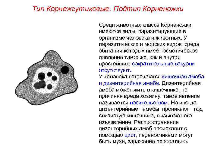 Тип Корнежгутиковые. Подтип Корненожки Среди животных класса Корненожки имеются виды, паразитирующие в организме человека