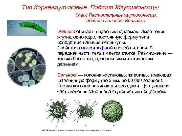 Тип Корнежгутиковые. Подтип Жгутиконосцы Класс Растительные жгутиконосцы. Эвглена зеленая. Вольвокс. Эвглена обитает в пресных