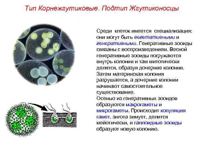 Тип Корнежгутиковые. Подтип Жгутиконосцы Среди клеток имеется специализация: они могут быть вегетативными и генеративными.