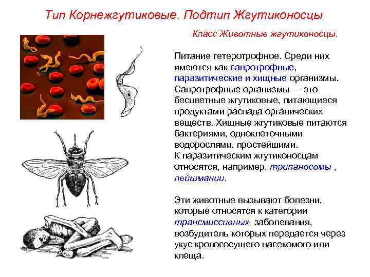 Тип Корнежгутиковые. Подтип Жгутиконосцы Класс Животные жгутиконосцы. Питание гетеротрофное. Среди них имеются как сапротрофные,