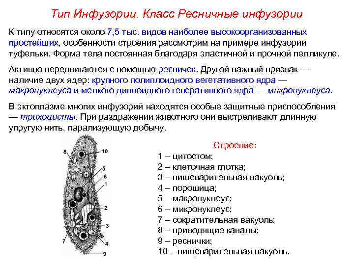 Тип Инфузории. Класс Ресничные инфузории К типу относятся около 7, 5 тыс. видов наиболее