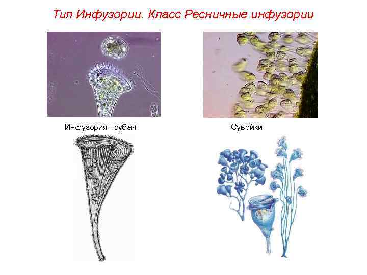 Тип Инфузории. Класс Ресничные инфузории Инфузория-трубач Сувойки 