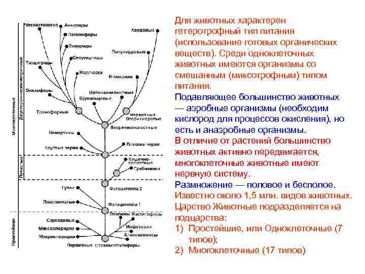 Для животных характерен гетеротрофный тип питания (использование готовых органических веществ). Среди одноклеточных животных имеются