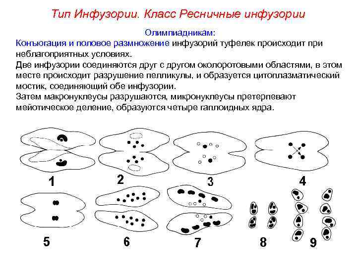 Тип Инфузории. Класс Ресничные инфузории Олимпиадникам: Конъюгация и половое размножение инфузорий туфелек происходит при