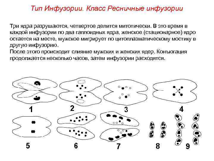 Тип Инфузории. Класс Ресничные инфузории Три ядра разрушаются, четвертое делится митотически. В это время