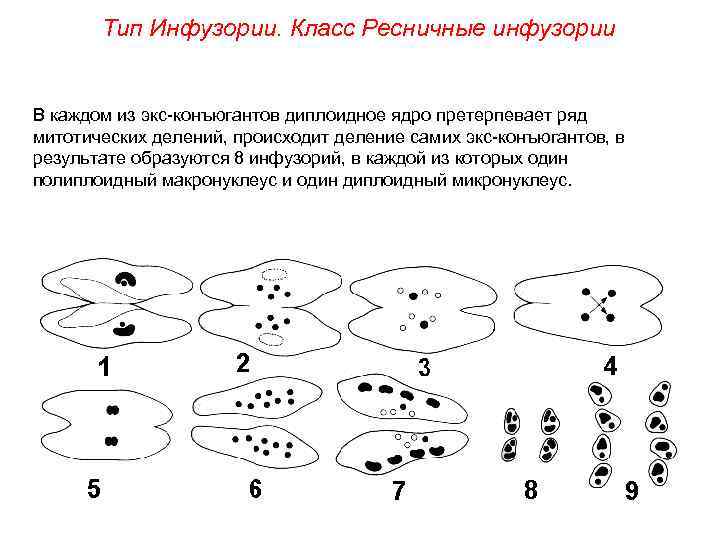 Тип Инфузории. Класс Ресничные инфузории В каждом из экс-конъюгантов диплоидное ядро претерпевает ряд митотических