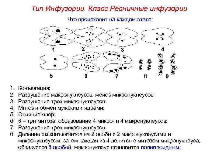 Тип Инфузории. Класс Ресничные инфузории Что происходит на каждом этапе: 1. 2. 3. 4.
