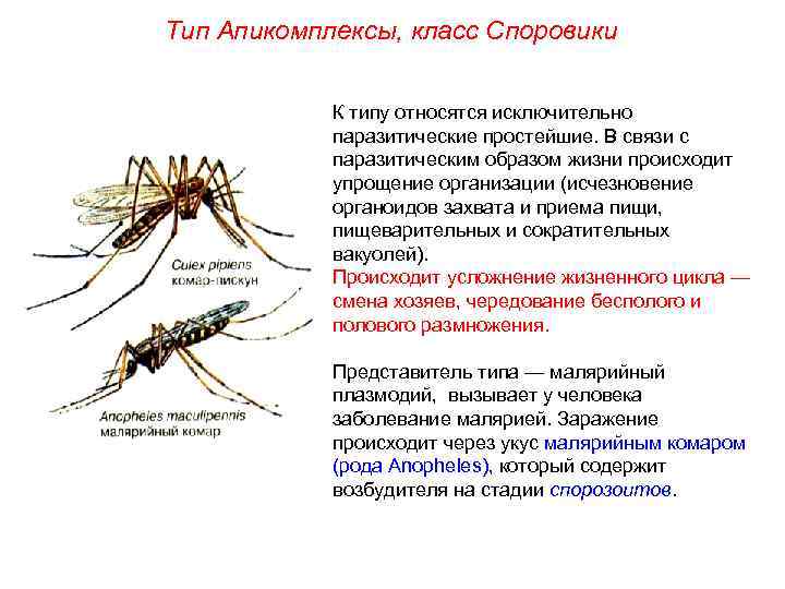 Тип Апикомплексы, класс Споровики К типу относятся исключительно паразитические простейшие. В связи с паразитическим