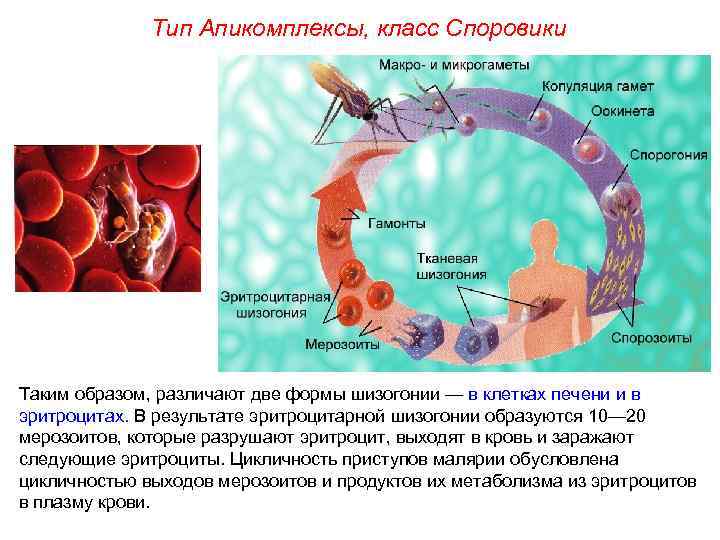 Тип Апикомплексы, класс Споровики Таким образом, различают две формы шизогонии — в клетках печени