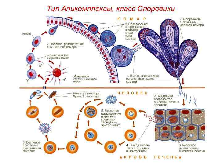 Тип Апикомплексы, класс Споровики 