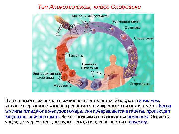 Тип Апикомплексы, класс Споровики После нескольких циклов шизогонии в эритроцитах образуются гамонты, которые в