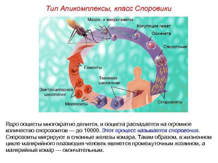 Тип Апикомплексы, класс Споровики Ядро ооцисты многократно делится, и ооциста распадается на огромное количество