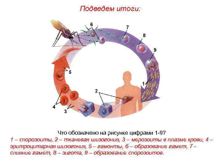 Подведем итоги: Что обозначено на рисунке цифрами 1 -9? 1 – спорозоиты, 2 –