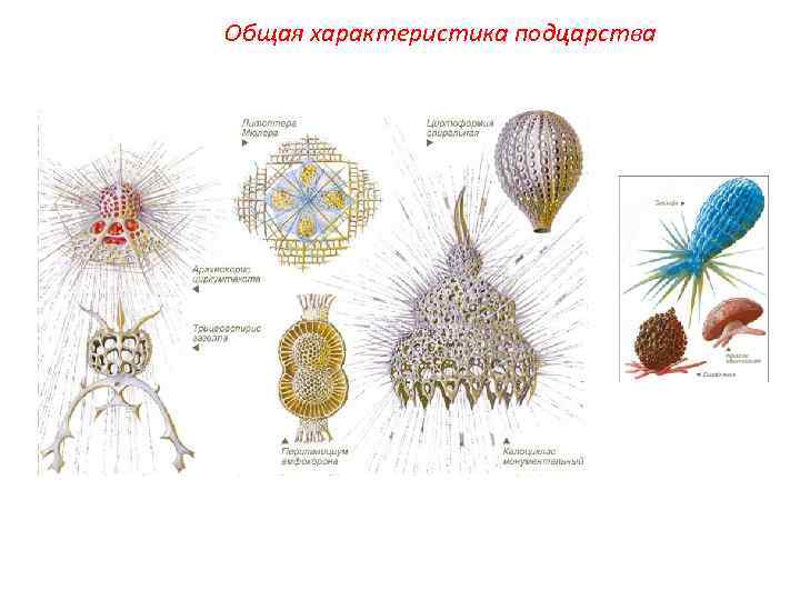 Общая характеристика подцарства 