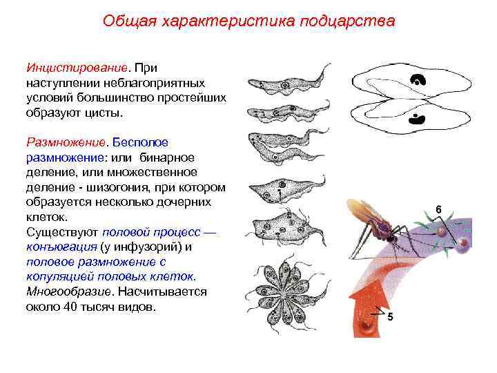 Общая характеристика подцарства Инцистирование. При наступлении неблагоприятных условий большинство простейших образуют цисты. Размножение. Бесполое