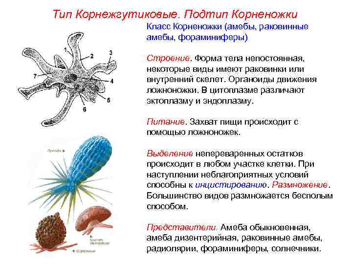 Тип Корнежгутиковые. Подтип Корненожки Класс Корненожки (амебы, раковинные амебы, фораминиферы) Строение. Форма тела непостоянная,