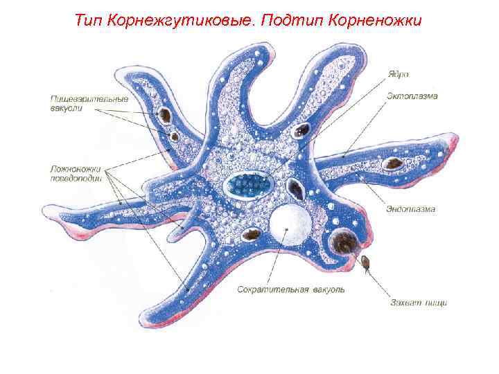 Тип Корнежгутиковые. Подтип Корненожки 