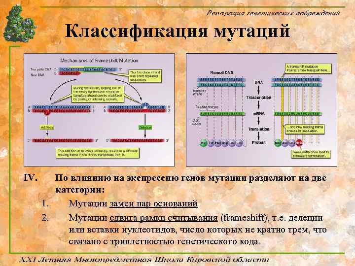 Классификация мутаций IV. По влиянию на экспрессию генов мутации разделяют на две категории: 1.