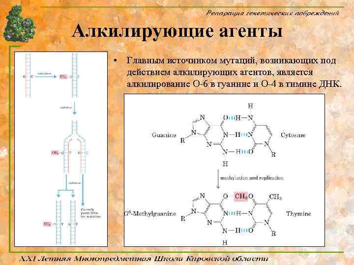 Алкилирующие агенты • Главным источником мутаций, возникающих под действием алкилирующих агентов, является алкилирование O-6