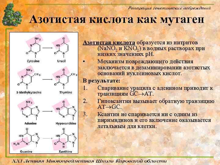 Азотистая кислота как мутаген Азотистая кислота образуется из нитритов (Na. NO 2 и KNO