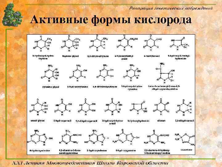 Активные формы кислорода 