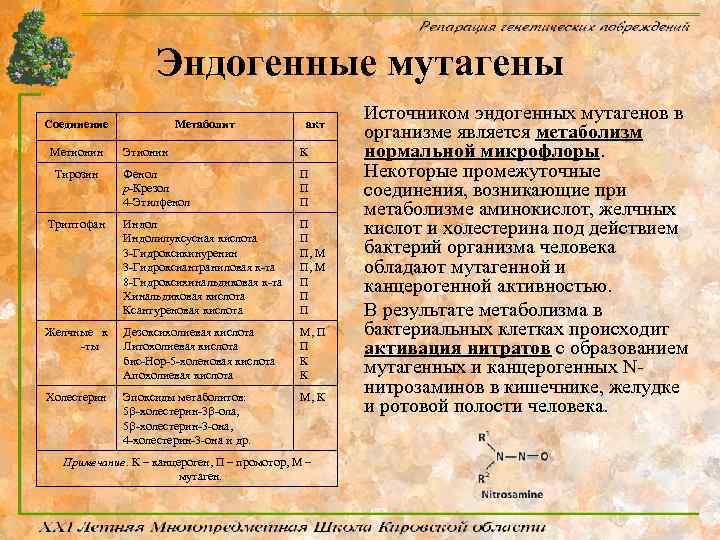 Эндогенные мутагены Соединение Метионин Метаболит акт Этионин К Фенол p-Крезол 4 -Этилфенол П П