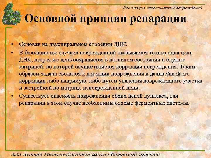 Основной принцип репарации • Основан на двуспиральном строении ДНК. • В большинстве случаев поврежденной