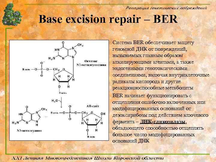 Base excision repair – BER Система BER обеспечивает защиту геномной ДНК от повреждений, вызываемых