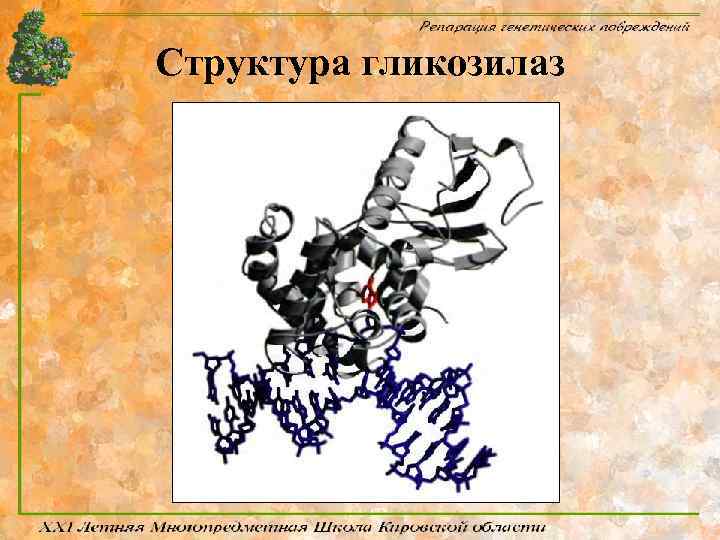 Структура гликозилаз 