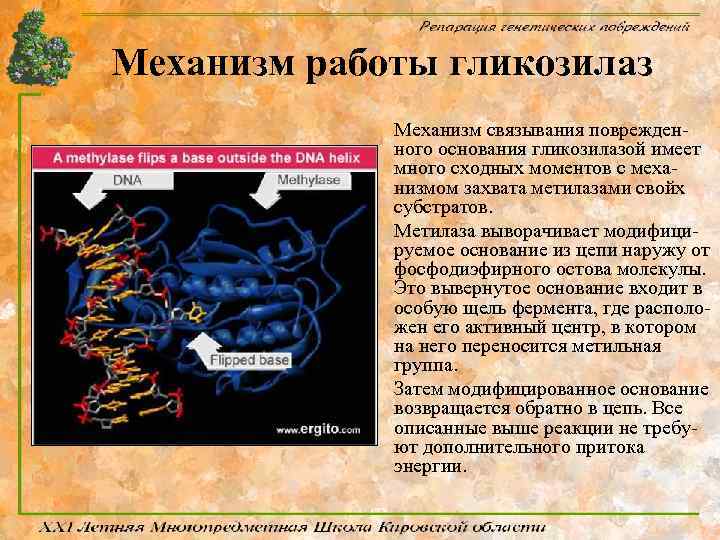 Механизм работы гликозилаз Механизм связывания поврежденного основания гликозилазой имеет много сходных моментов с механизмом