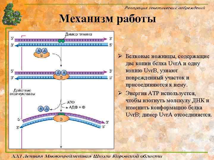 Механизм работы Ø Белковые ножницы, содержащие две копии белка Uvr. A и одну копию