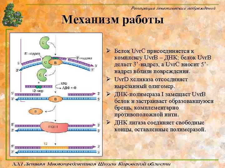 Механизм работы Ø Белок Uvr. C присоединяется к комплексу Uvr. В – ДНК; белок